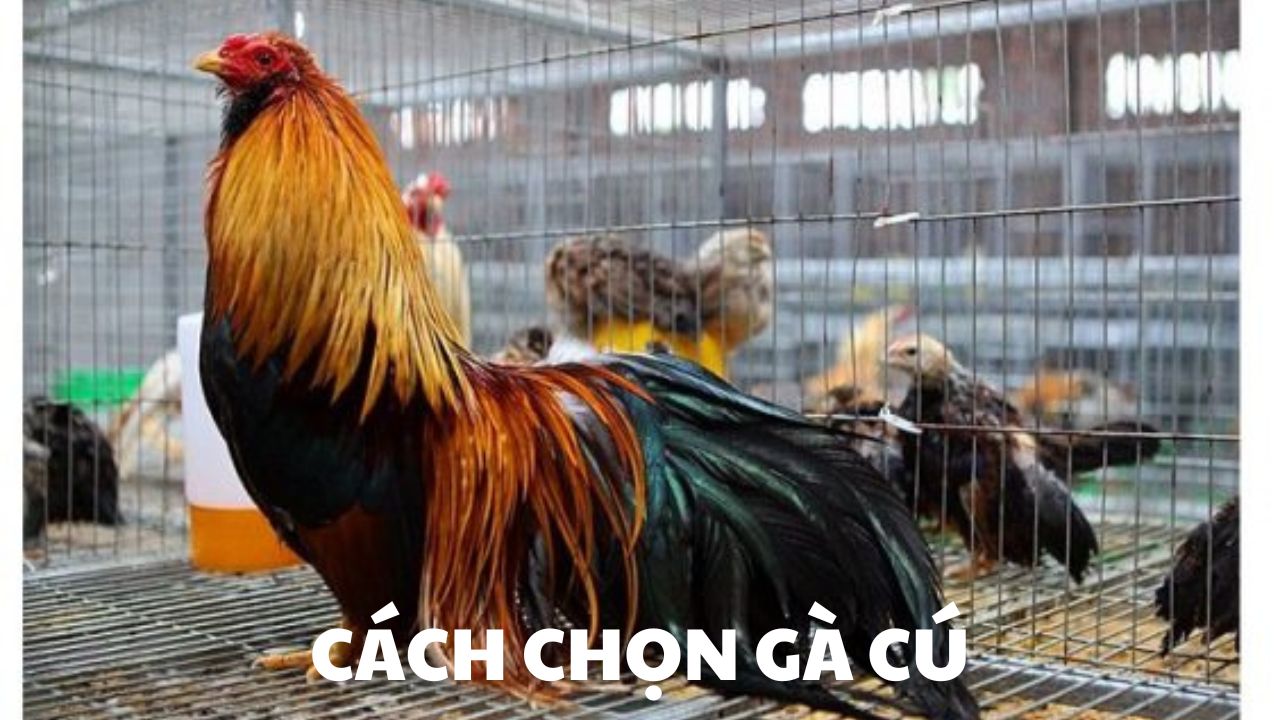 Gà cú thuộc dòng gà chiến được nhiều cược thủ săn đón